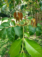 Harpullia cupanioides