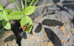 Chrysotoxum triarcuatum