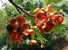 Harpullia cupanioides