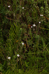 Geranium aculeolatum