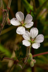 Geranium aculeolatum