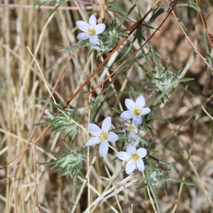 Eriastrum diffusum