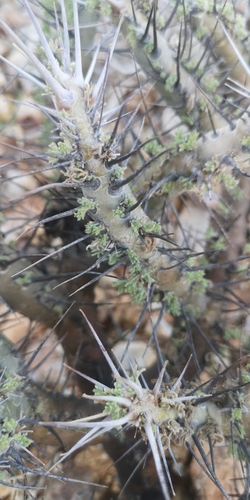 Fineleaf Bushcandle (Monsonia herrei)