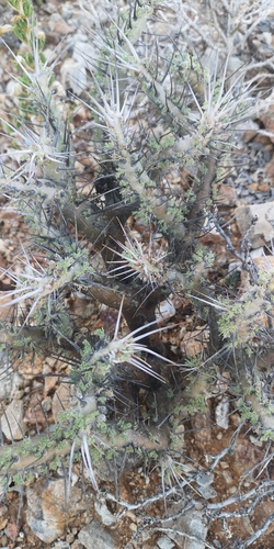Monsonia herrei