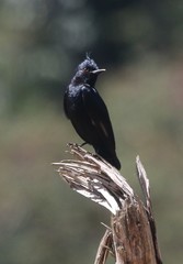 Knipolegus lophotes