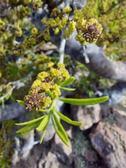 Forchhammeria watsonii