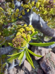 Forchhammeria watsonii