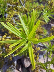 Forchhammeria watsonii