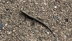 Cryptoblepharus litoralis