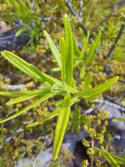 Forchhammeria watsonii