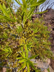 Forchhammeria watsonii