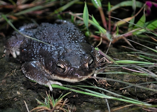 Indus Valley Toad