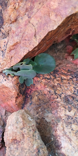 Othonna armiana