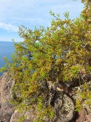 Forchhammeria watsonii