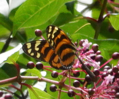 Melinaea lilis imitata