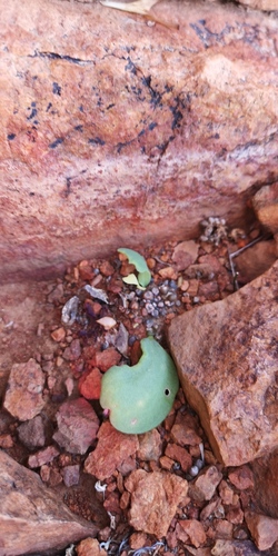 Othonna armiana