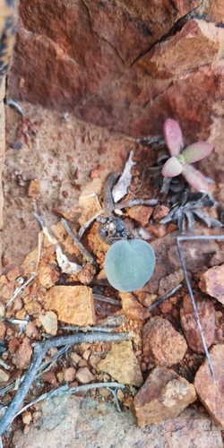 Othonna armiana
