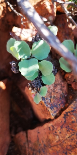 Othonna armiana