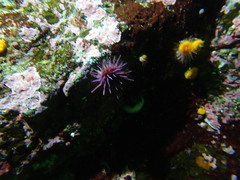 Mesocentrotus franciscanus