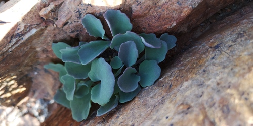 Othonna armiana