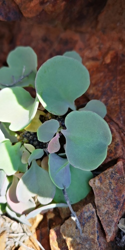 Othonna armiana