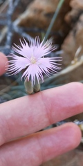 Dianthus namaensis
