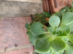 Naupactus versatilis