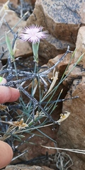 Dianthus namaensis