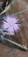 Dianthus namaensis