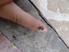 Naupactus versatilis