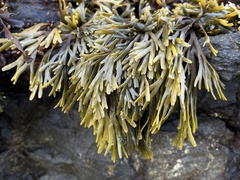 Pelvetiopsis limitata