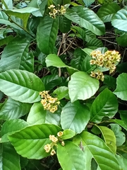 Tetracera breyniana