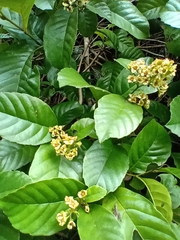 Tetracera breyniana