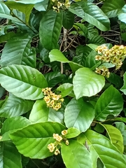 Tetracera breyniana