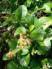 Tetracera breyniana