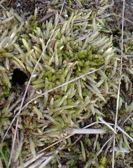 Catagonium nitens maritimum