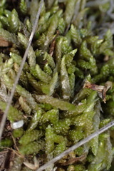 Catagonium nitens maritimum