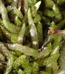 Catagonium nitens maritimum