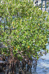 Rhizophora mangle image