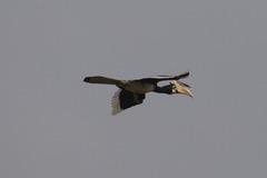 Anthracoceros coronatus