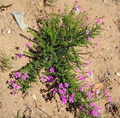 Jamesbrittenia tenuifolia