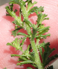 Jamesbrittenia tenuifolia