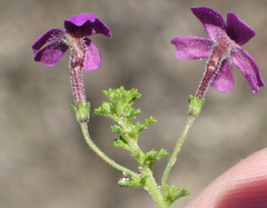 Jamesbrittenia tenuifolia