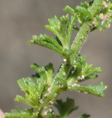 Jamesbrittenia tenuifolia