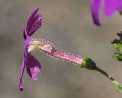 Jamesbrittenia tenuifolia