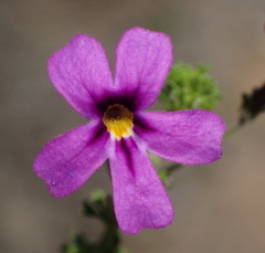 Jamesbrittenia tenuifolia