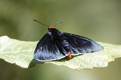 Pyrrhopyge zenodorus