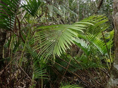 Calamus beccarii