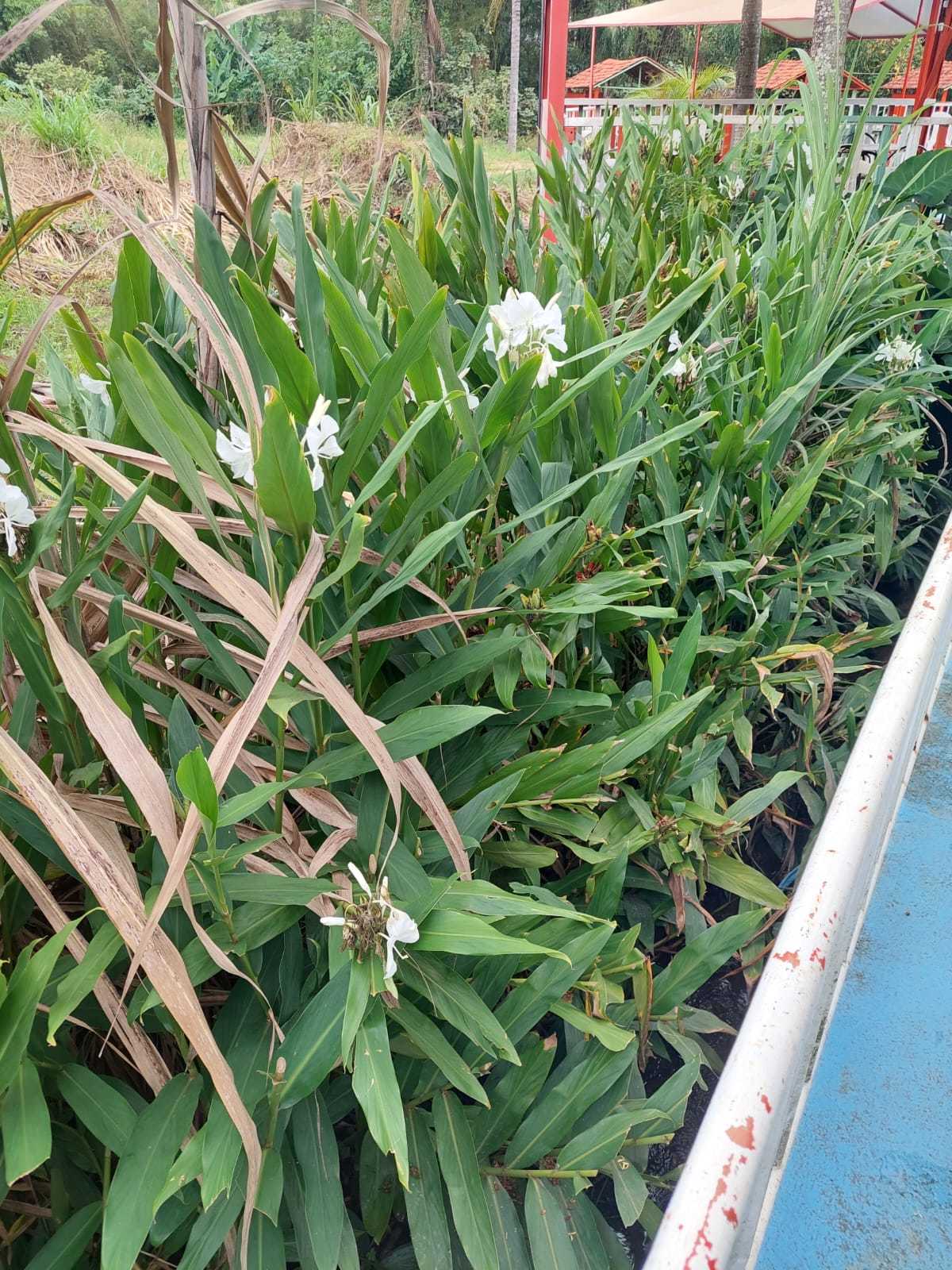 Hedychium coronarium