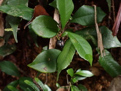 Ardisia chinensis